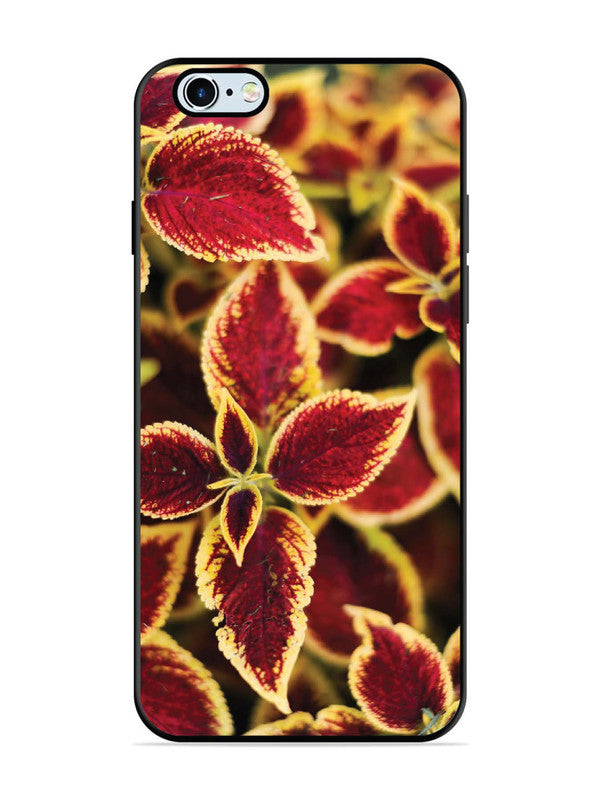 iPhone 6 Plus Autumn Blaze