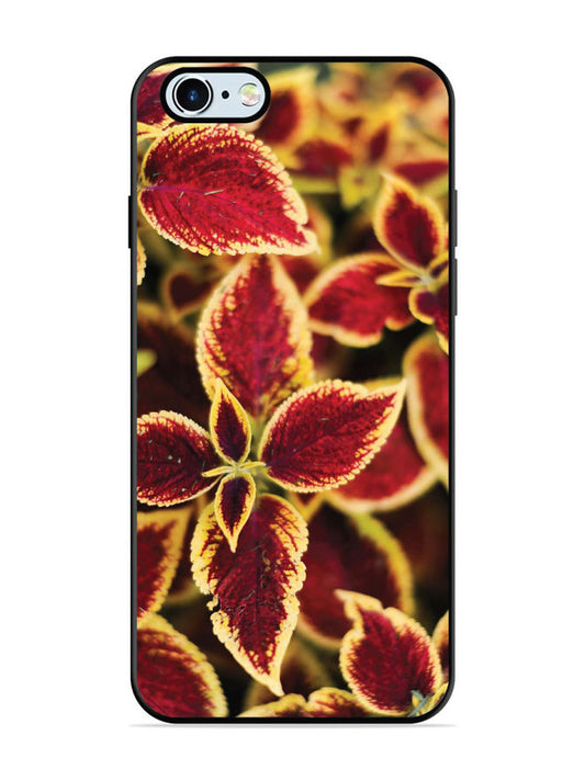 iPhone 6 Autumn Blaze
