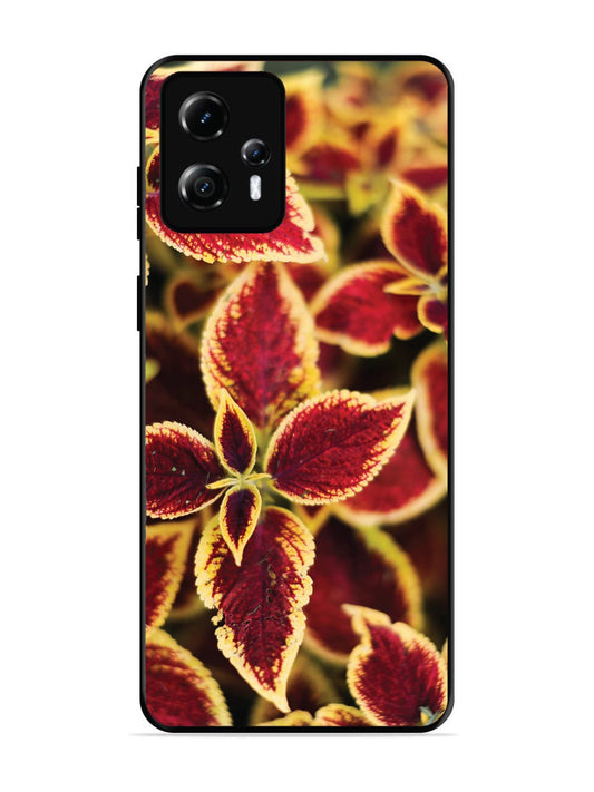 Motorola Moto G13 Autumn Blaze