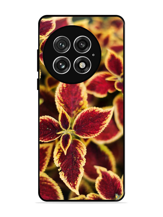 OnePlus 13 Autumn Blaze